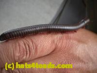 /home//u458753944/public_html/sourcegallery/////////////////////Insects and small critters/millipedes and centipedes/DSCN1191.JPG